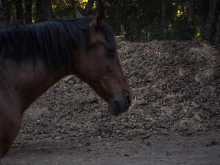 Huge pile of horse poop and unfocussed chestnut mare in front.