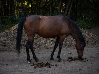 Cheatnut mare smelling the poop of another horse, and huge pile og horse dung in the background.