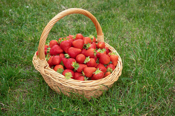 Fresh, red strawberries lie in a wicker basket on the grass. Mockup, postcard with place for text....