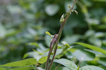 Close up Small Lacertilia in nature background.