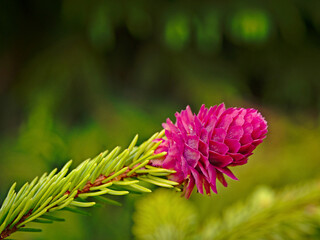 Blooming spruce trees in the Polish Bieszczady Mountains.