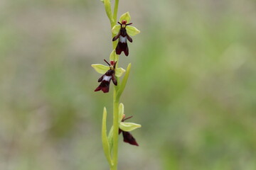 Ophrys insectifera