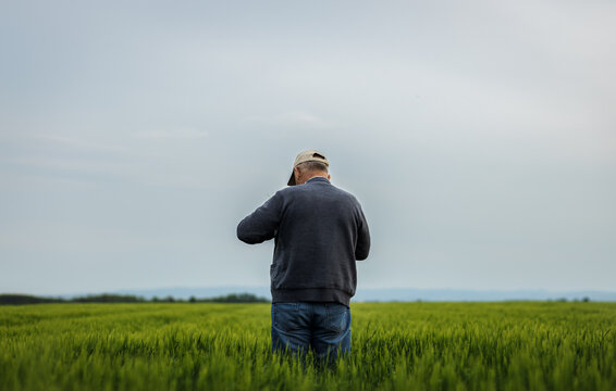 Rear view of senior farmer standing in barley field examining crop.