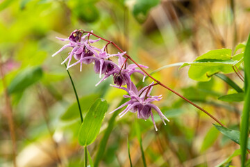 イカリソウの輝き