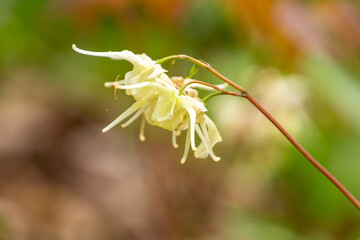黄色いイカリソウ