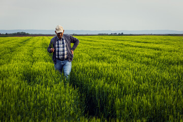 Naklejka na ściany i meble Senior farmer walking in barley field examining crop.