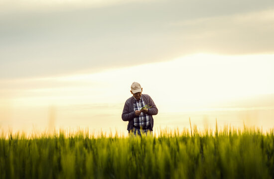 Senior farmer standing in barley field examining crop.