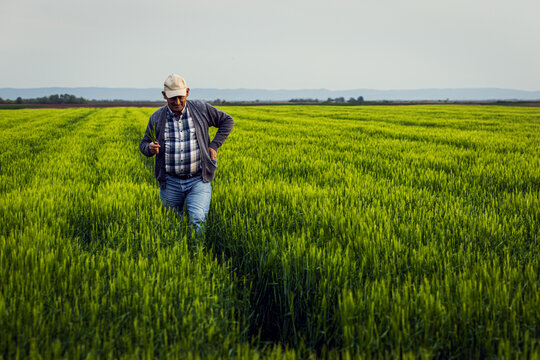 Senior farmer walking in barley field examining crop.