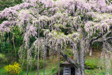 紅枝垂れ桜と地蔵堂