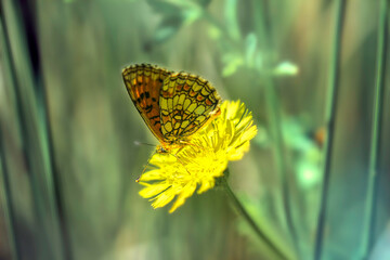 Motyl na żółtym kwiatku - obrazy, fototapety, plakaty