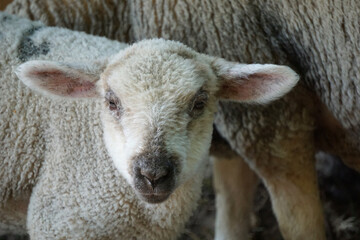 Young white sheep, lamb - close-up on head