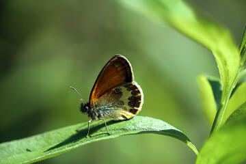 Motyl - Perełkowiec © Gabriela