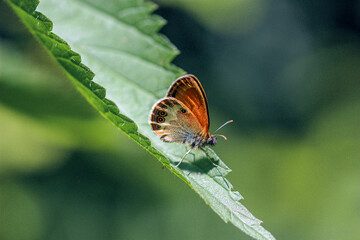 Motyl na liściu © Gabriela