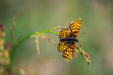 Fototapeta na wymiar Motyl na kwitnącej trawie