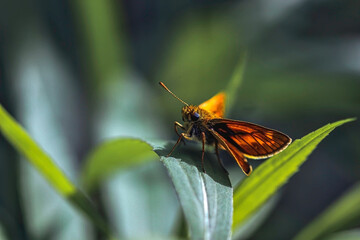 Mały motyl © Gabriela