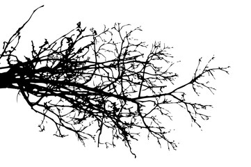 Tree branch silhouette. Vector illustration.