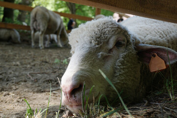 Fototapeta premium Sheep laying on a ground - close-up on head
