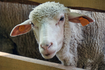 White sheep sticking head through wooden fence