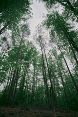 Fototapeta premium Spring forest view from the ground. Wide-angle shot of trees in the wood. Northern Europe forests biome in May