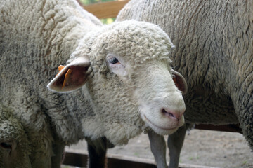 White sheep - close-up on head