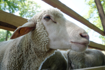 White sheep - close-up on head