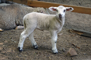 Naklejka premium Young white sheep, lamb - side view