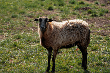 Fototapeta premium Porträt ein Schaf 