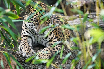 Jaguar lying behind grass. spotted fur, camouflaged lurking. The big cat is a predator.