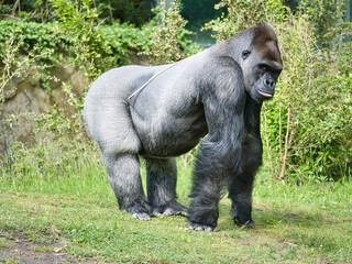 Gorilla, Silver back. The herbivorous big ape is impressive and strong.