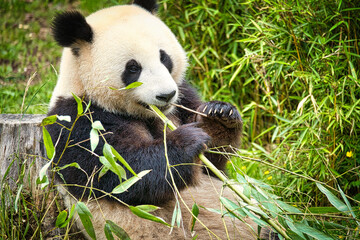 big panda sitting eating bamboo. Endangered species. Black and white mammal