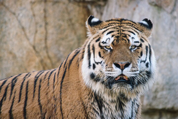 Siberian tiger. Elegant big cat. endangered predator. white,black,orange striped fur