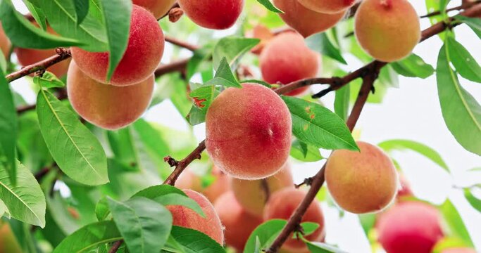 Ripe sweet peach fruit growing on peach branch in orchard. 4k real time footage.
