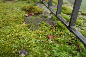 Nasse Steinstruktur mit Moos bewachsen