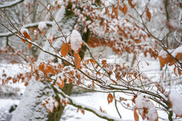 Strauch mit braunen Blättern, die mit Schnee bedeckt sind