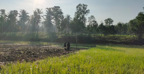 in the morning in the rice fields enjoying the refreshing morning sun