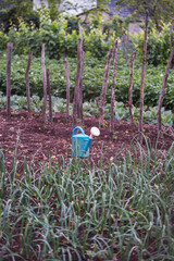 blue watering can in the orchard