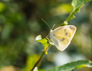 black insect looking for yellow flowers - macro photography