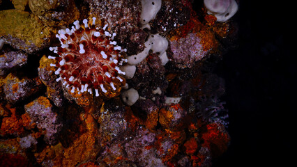 Underwater photo of beautiful anemone flower. From a scuba dive at the Canary islands in the Atlantic ocean. 