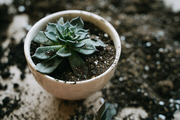 Transplanting a plant in ceramic pot. In his hand is a spatula with soil for a houseplant.