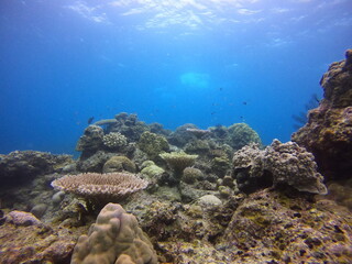 沖縄離島　サンゴ礁