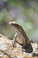 baby iguana sitting on a rock