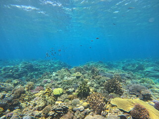 Fototapeta na wymiar 沖縄離島　サンゴ礁