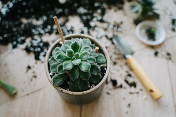 Transplanting a plant into a gray pot. The succulent is planted in a pot.