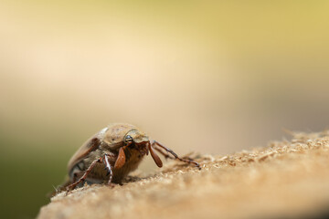 Cockchafer beetle Melolontha melolontha close up. Macro photography.
