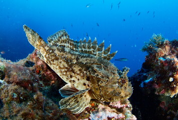 Fish portrait. Underwater photography of a Scorpion fish (Scorpaena porcus) in the mediterranean sea. Black background.