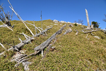 大台ケ原の倒木