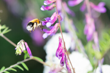 Bee close up macro photo flying towards a plant.
