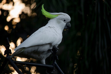 Cockatoos