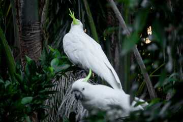 Cockatoos