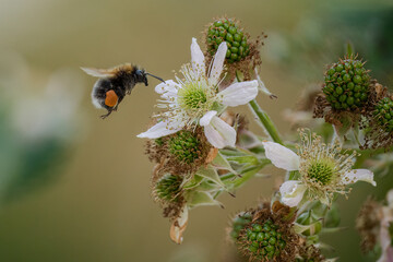 bee, hummel, brombeere, blüte blossom, flug, sommer, bestäuben, natur, makro insekt, insecta, blume, strauch, honig, pflanze,fliegend
